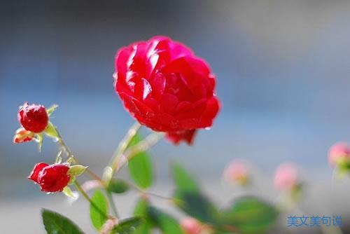 以三生紅塵的癡戀情花，換你一世的水月冰心。